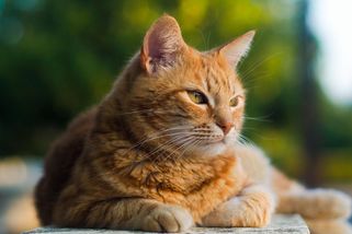 Naprosto unikátní. Vědci našli odpověď, proč jsou některé kočky oranžové - Seznam Zprávy